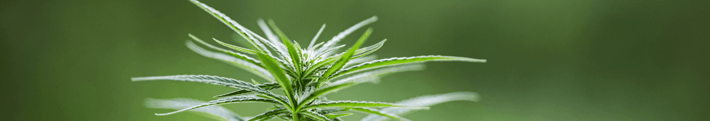 grüne Cannabis Pflanze 